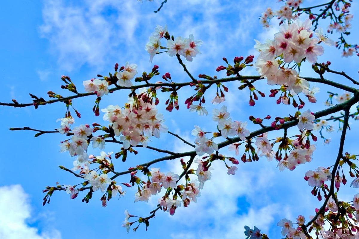 「スマホでクイズラリー」システムを開発